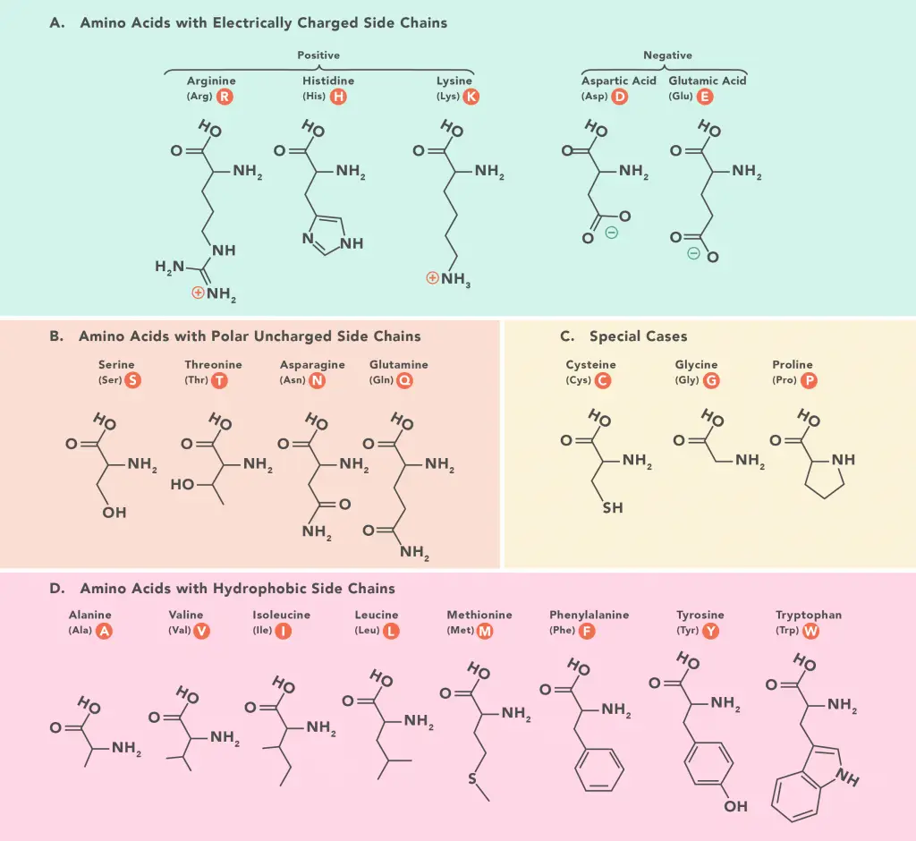 Amino acid classification based on the structure
