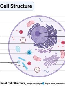 Animal Cell Diagram and Structure