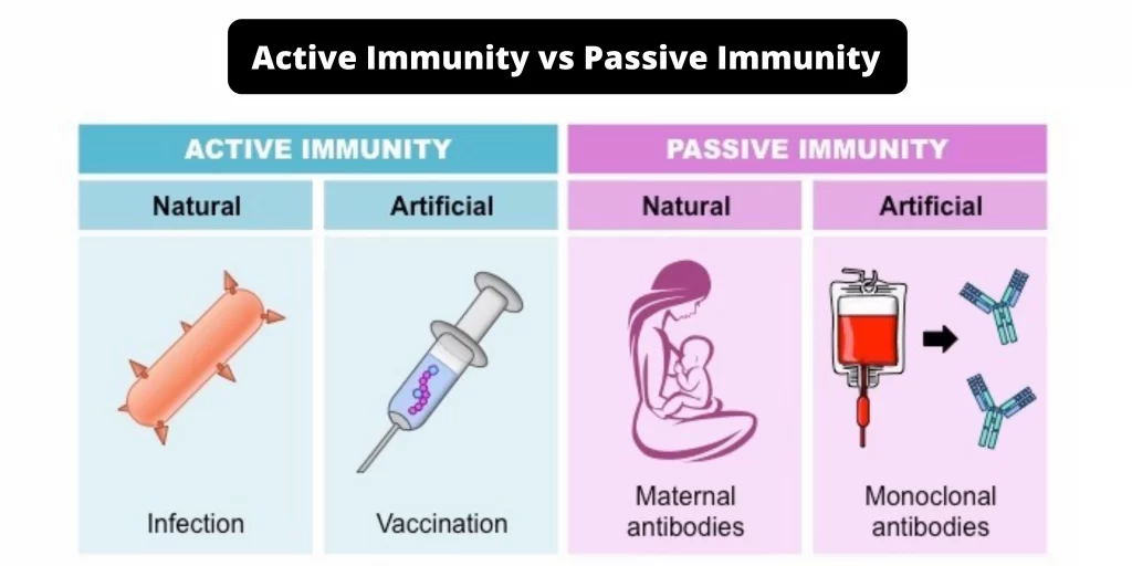 Differences between Active Immunity and Passive Immunity