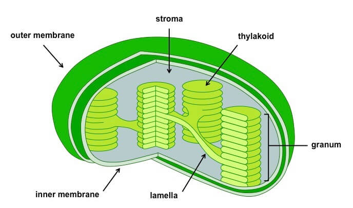 Structure of Plastids
