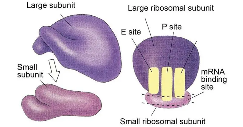 Structure of Ribosomes