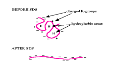 Denaturation of protein by SDS