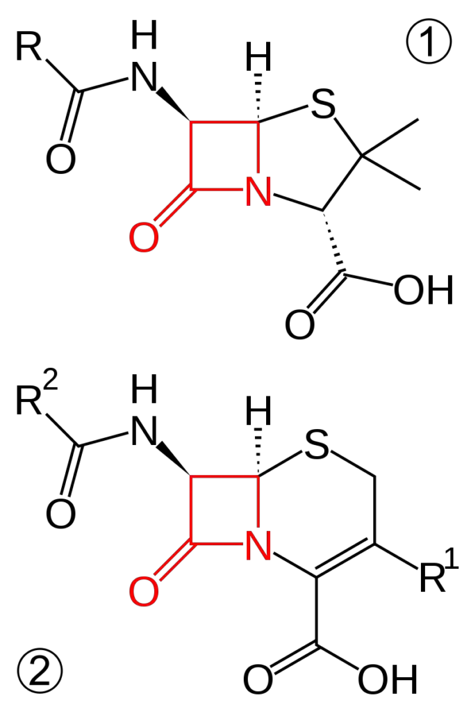 Core structure of penicillins (top) and cephalosporins (bottom). Beta-lactam ring in red.