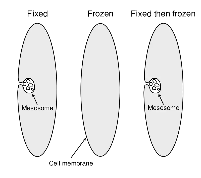 Mesosomes 