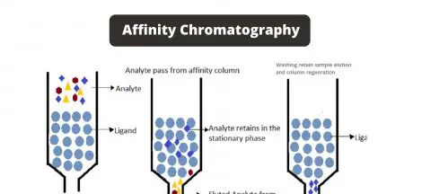 Affinity Chromatography Definition, Principle, Components, Steps, Applications