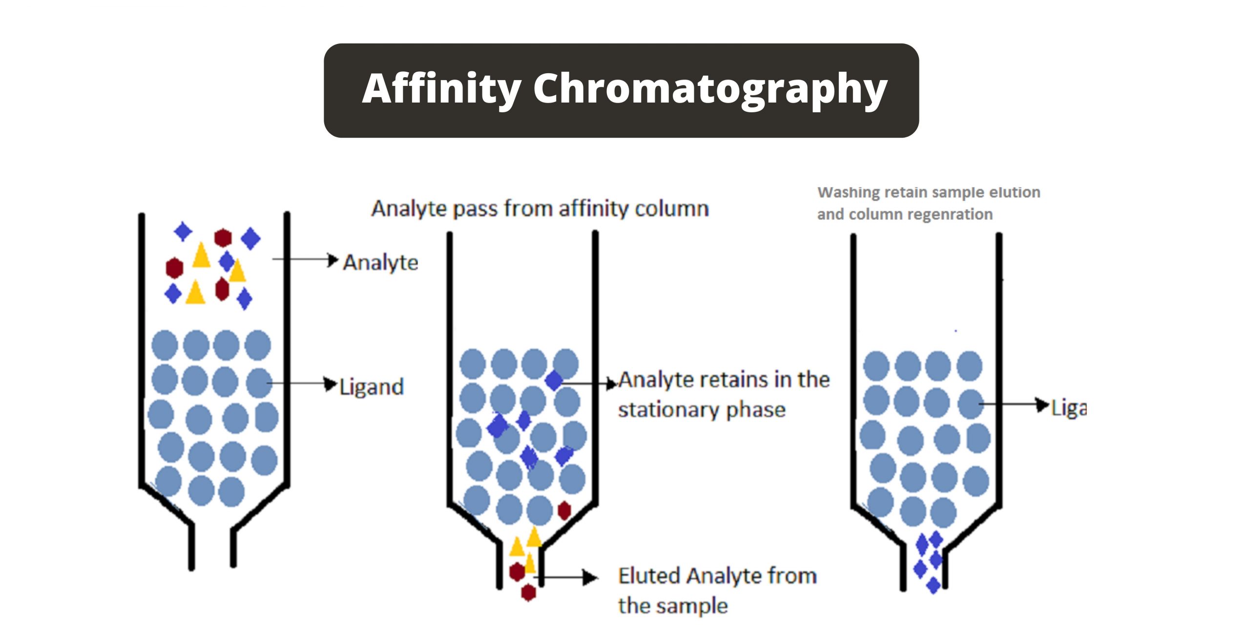 Affinity Chromatography Definition, Principle, Components, Steps, Applications