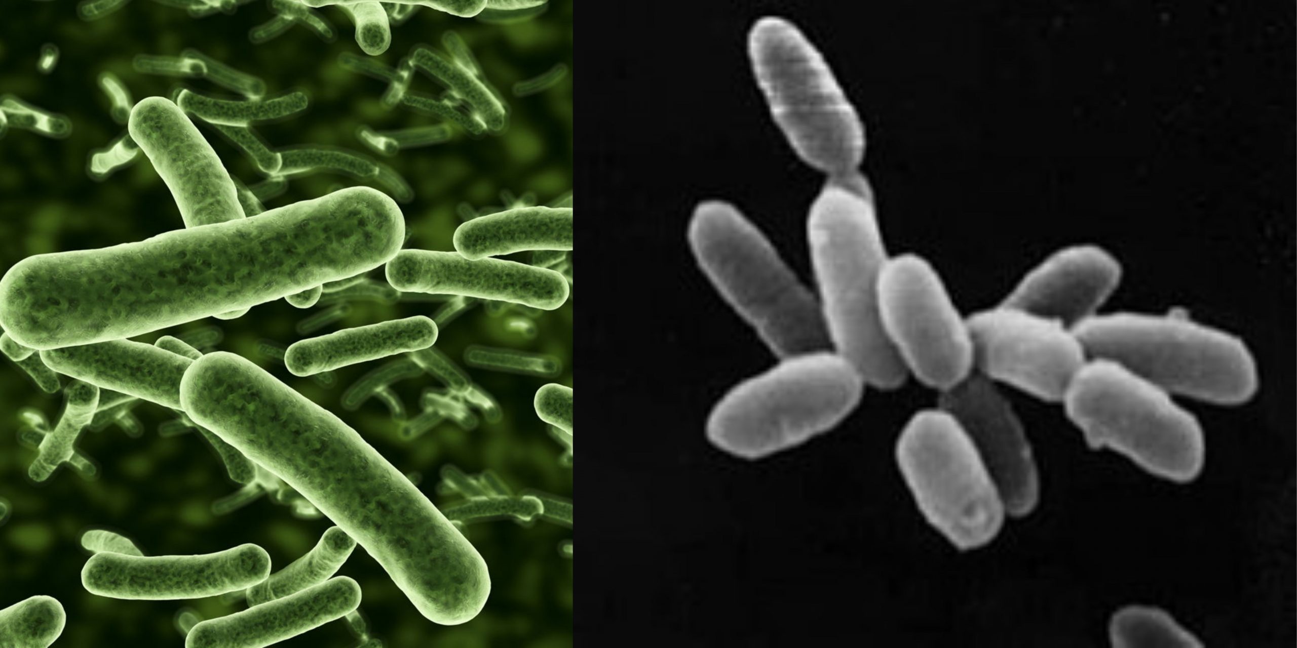Archaebacteria Definition, Types, Characteristics, Structure, Examples