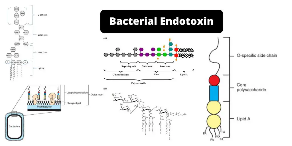 Endotoxin Definition, Examples, Structure, Virulence Mechanism