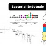 Endotoxin Definition, Examples, Structure, Virulence Mechanism