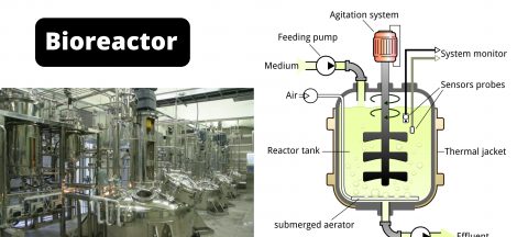 Bioreactor Definition, Design, Principle, Parts, Types, Applications, Limitations