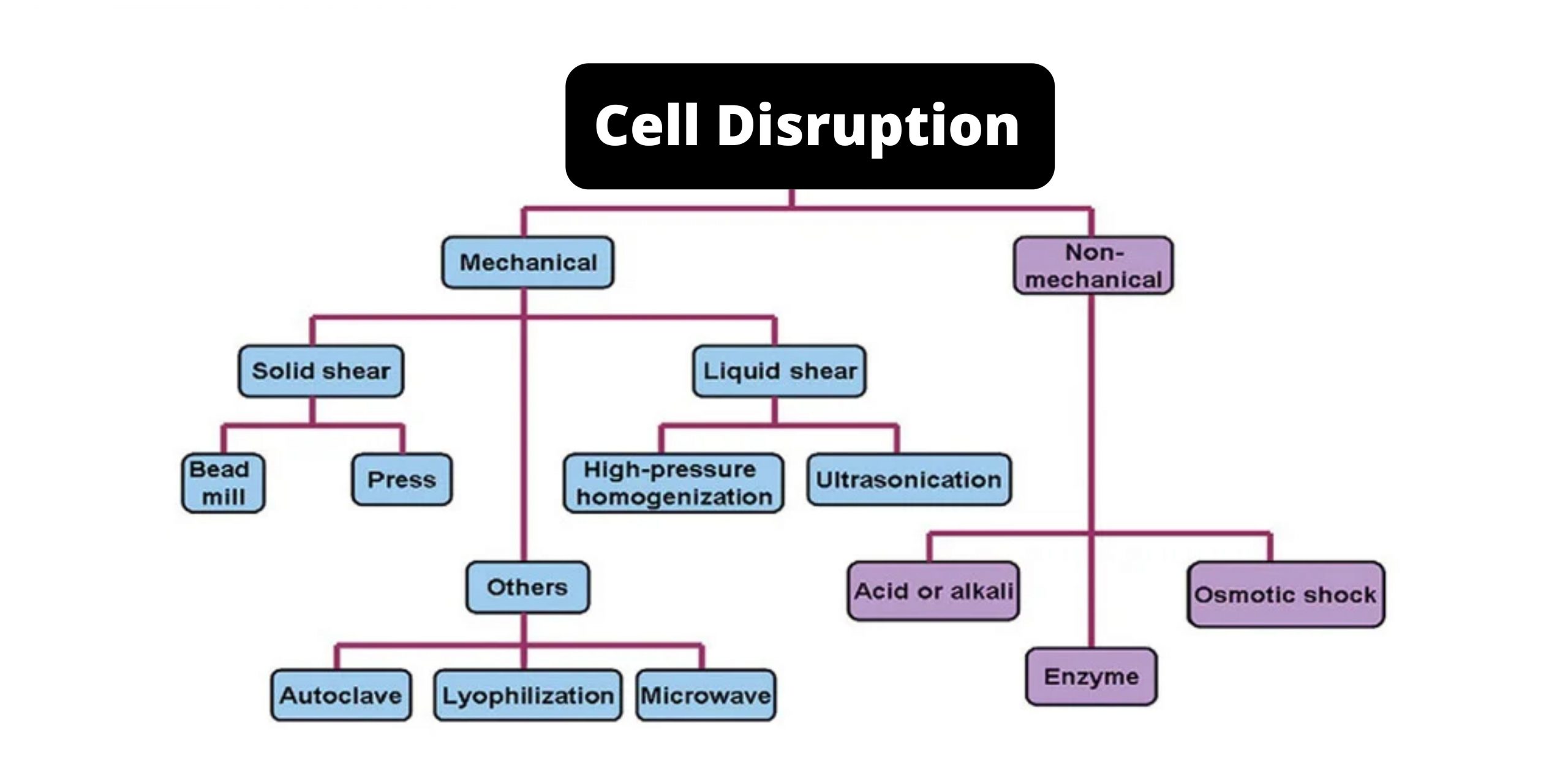 Cell Disruption Definition, Methods, Types, Significance