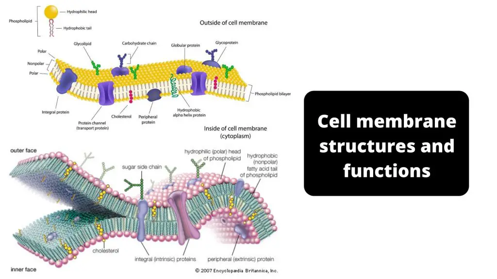Cell membrane structures and functions
