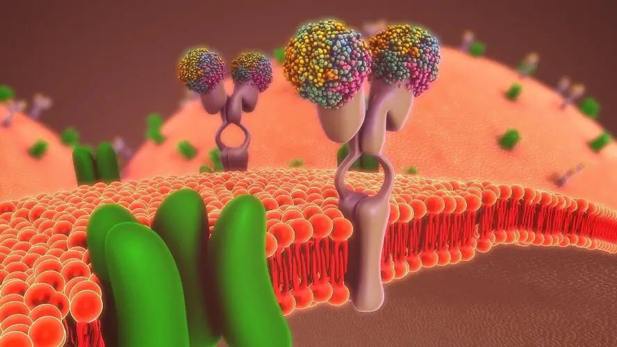 Cell membrane structures and functions