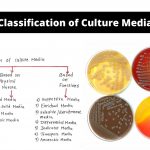 Classification of Culture Media