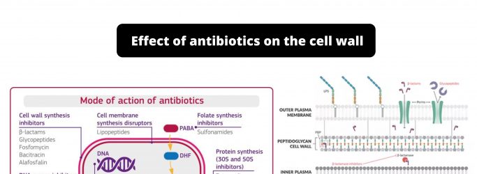 Effect of antibiotics on the cell wall