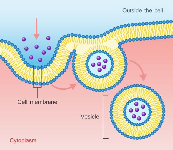 Functions of Cell membrane