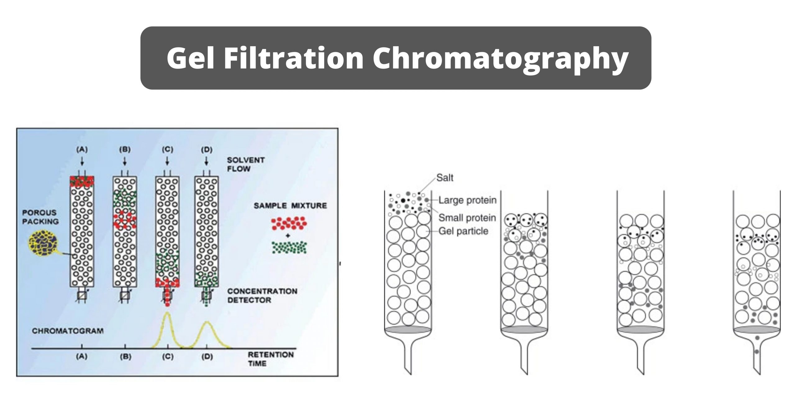 Gel Filtration Chromatography Principle, Components, Steps, Types,  Application