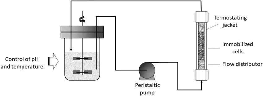 Immobilized cell bioreactor diagram