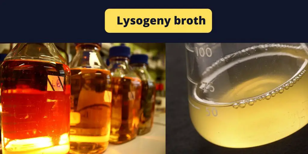 Lysogeny broth (LB) Preparation