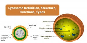 Lysosome Definition, Structure, Functions, Types