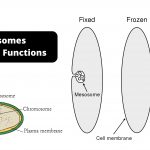 Mesosomes Definition, Functions