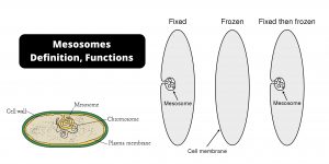 Mesosomes Definition, Functions
