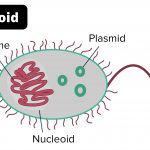 Nucleoid Definition, Functions, Characteristics