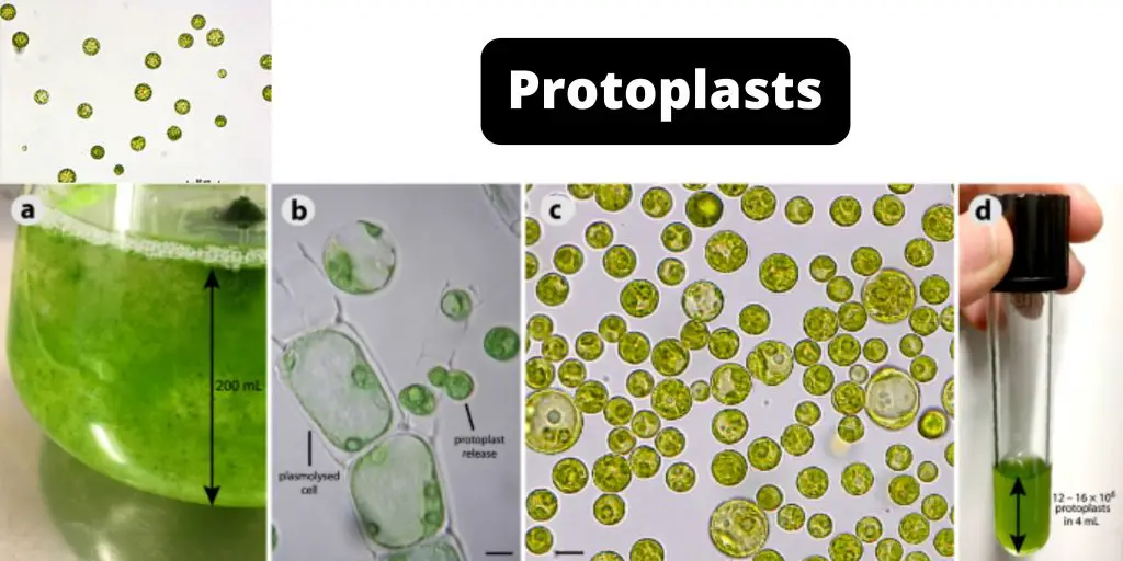 Protoplasts Definition, Application and Protoplasts Culture