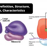 Ribosome Definition, Structure, Function, Characteristics