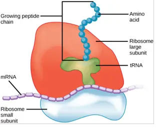 Structure of Ribosome