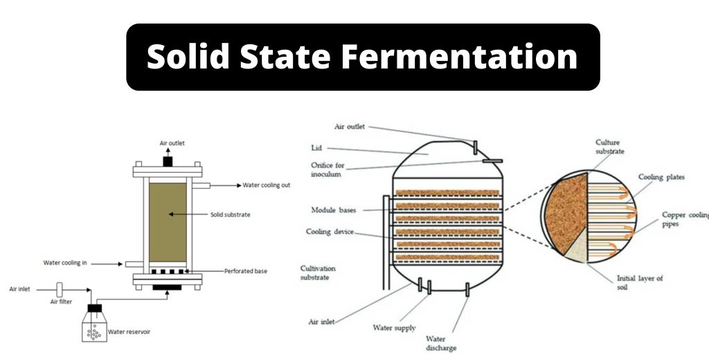 Solid State Fermentation (SSF)
