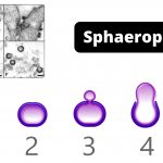 Sphaeroplasts Definition, Formation, Applications