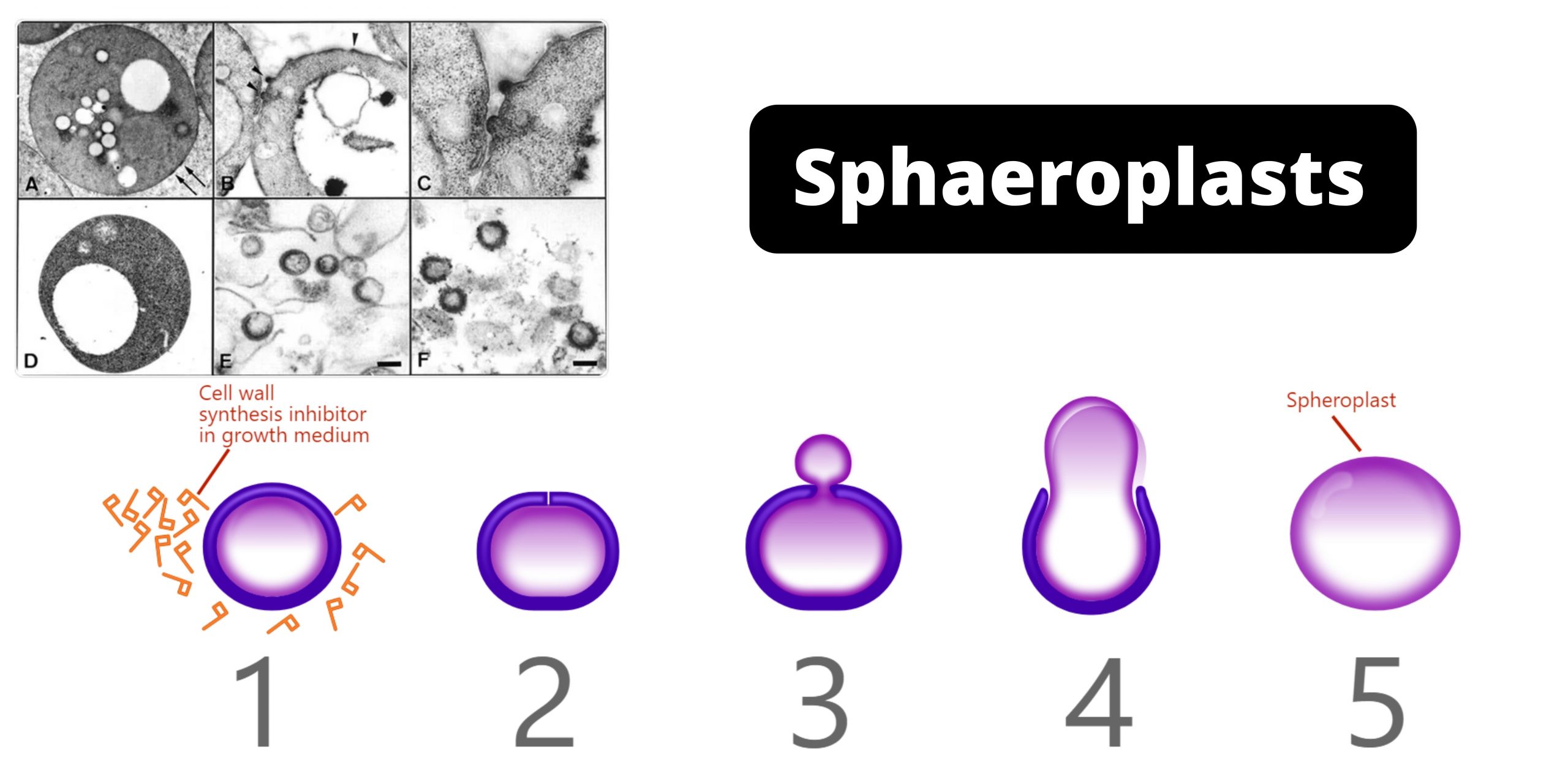 Sphaeroplasts Definition, Formation, Applications