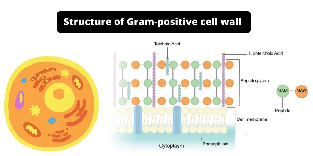 Structure of Gram-positive cell wall
