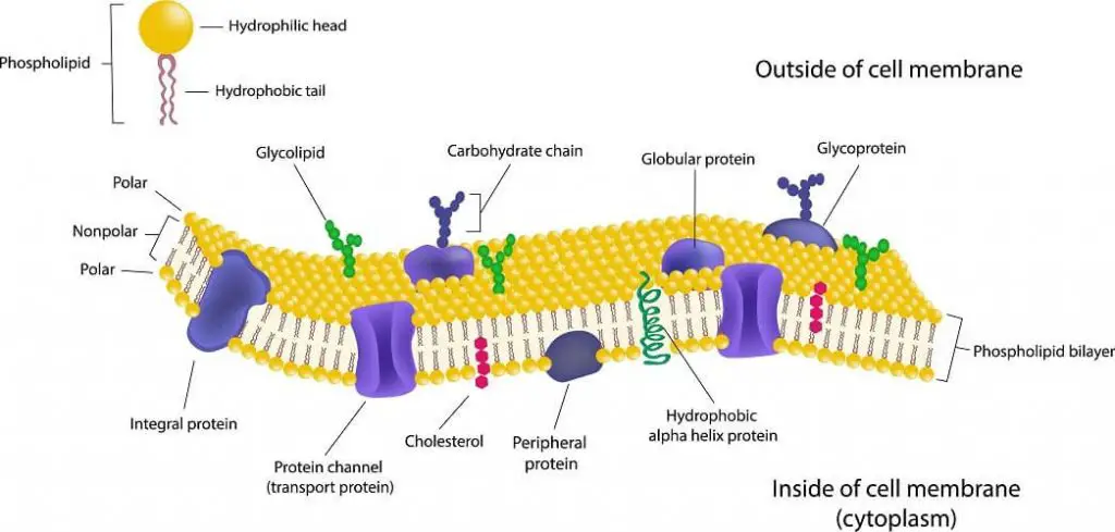 Structure of Cell Membrane or Plasma Membrane
