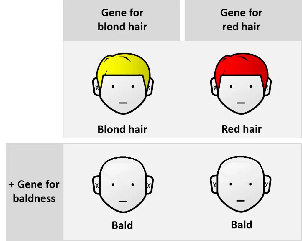 example of epistasis is the interaction between hair colour and baldness