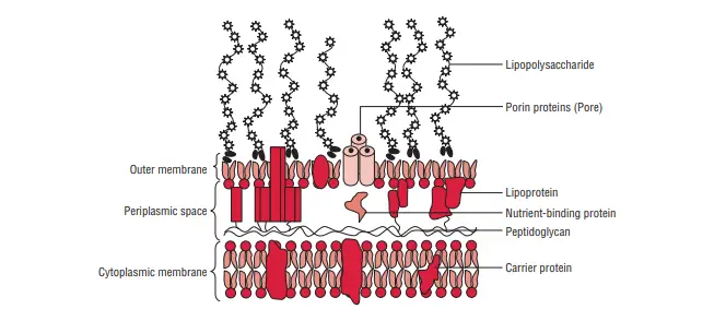 Structure of Gram-negative cell wall