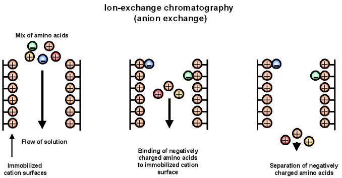 Anion exchange chromatography
