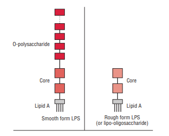 Structure of a lipopolysaccharide.