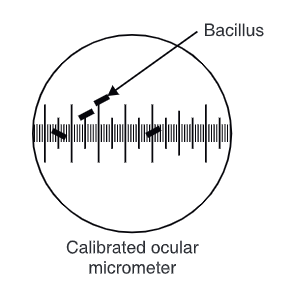 Measurement of Dimension (size) of the Given Microorganism (bacilli)