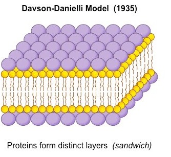 Davson-Danielli model