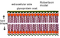 Robertson's Model