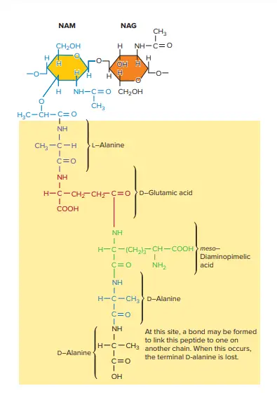 Teichuronic acid