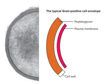 Structure of Gram-Positive Cell Wall