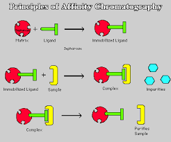 Principle of Affinity chromatography