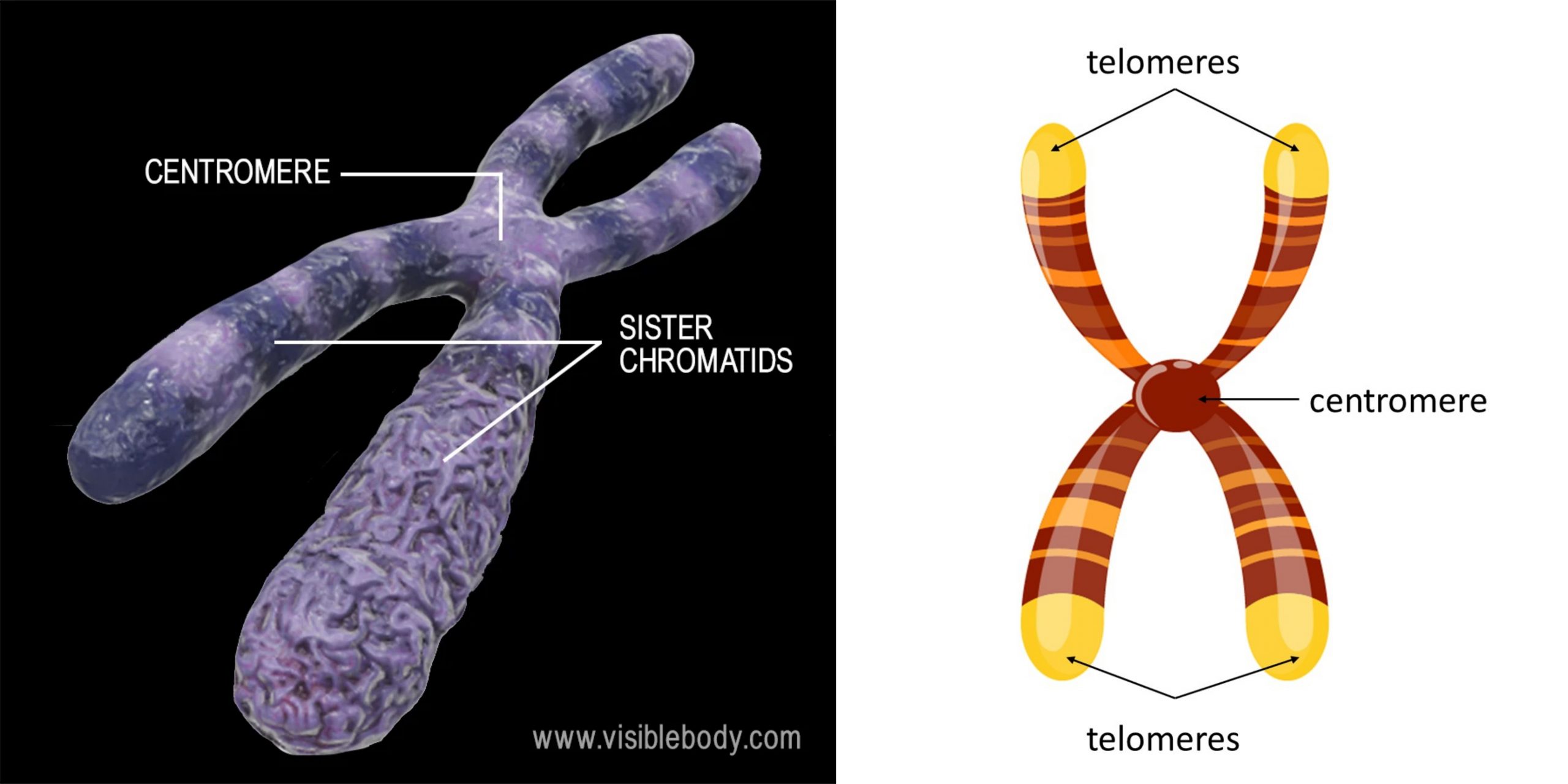 Chromosome Definition, Function, Structure, Types