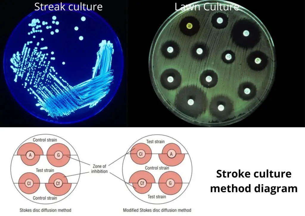 Culture Methods for Cultivation of bacteria
