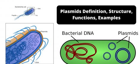 Plasmids Definition, Structure, Functions, Examples