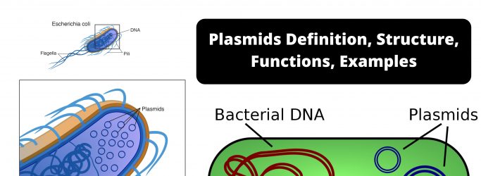 Plasmids Definition, Structure, Functions, Examples