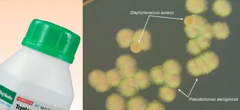Tryptone Soya Broth for the enrichment of Staph. aureus